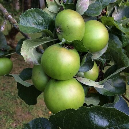 Malus d. 'Bramley's Seedling' 6-8 Halfstam BAG