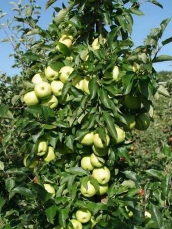 Malus d. 'Golden Delicious' ( 10-12 Halfstam wortelgoed - afbeelding 2