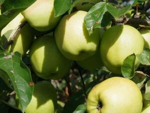 Malus d. 'Golden Delicious' ( 14-16 Hoogstam wortelgoed 2 X verplant - afbeelding 1