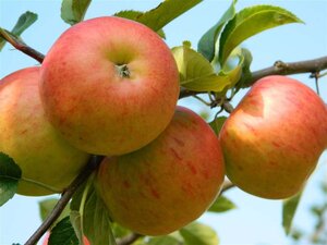 Malus d. 'James Grieve' 10-12 Halfstam wortelgoed