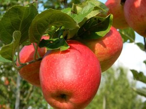 Malus d. 'Braeburn' (laat) 14-16 Hoogstam wortelgoed 2 X verplant