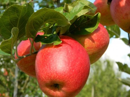 Malus d. 'Braeburn' (laat) 8-10 Halfstam wortelgoed