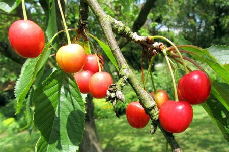 Prunus a. 'Hedelf. Riesenkirsche' 16-18 Hoogstam wortelgoed 3 X verplant