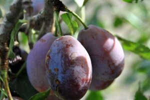 Prunus d. 'Altesse Double' 10-12 Halfstam wortelgoed