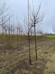 Prunus d. 'Hauszwetsche' = Altesse Simple 10-12 Halfstam wortelgoed - afbeelding 2