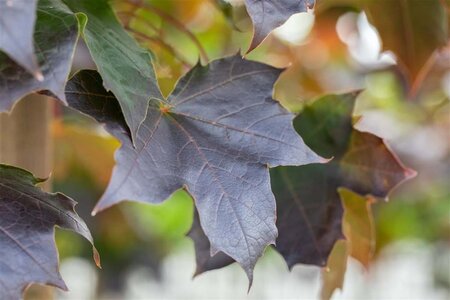 Acer plat. 'Crimson Sentry' 16-18 Hoogstam draadkluit 3 X verplant - afbeelding 2