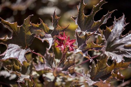 Acer plat. 'Deborah' 10-12 Hoogstam wortelgoed