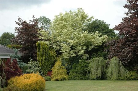 Acer plat. 'Drummondii' 10-12 Hoogstam met kluit - afbeelding 3