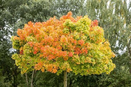 Acer plat. 'Globosum' 20-25 Hoogstam draadkluit 4 X verplant - afbeelding 3