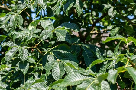 Aesculus carnea 'Briotii' 16-18 Hoogstam draadkluit 3 X verplant - afbeelding 1