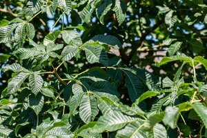 Aesculus carnea 'Briotii' 16-18 Hoogstam draadkluit 3 X verplant - afbeelding 1