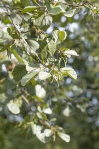 Alnus glutinosa 6-8 Hoogstam wortelgoed - afbeelding 1