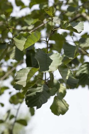 Alnus glutinosa 6-8 Hoogstam wortelgoed - afbeelding 2