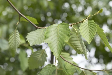 Alnus incana 12-14 Hoogstam draadkluit 2 X verplant - afbeelding 1