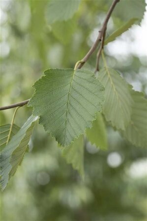 Alnus incana 12-14 Hoogstam draadkluit 2 X verplant - afbeelding 3