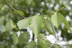 Alnus incana 12-14 Hoogstam wortelgoed 2 X verplant - afbeelding 1