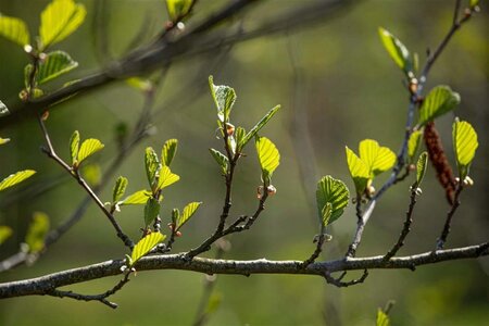 Alnus incana 12-14 Hoogstam wortelgoed 2 X verplant - afbeelding 2