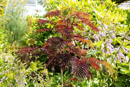 Albizia julibr. 'Summer Chocolate' 8-10 Hoogstam cont. 25L - afbeelding 1