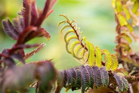 Albizia julibr. 'Summer Chocolate' 8-10 Hoogstam cont. 25L - afbeelding 2