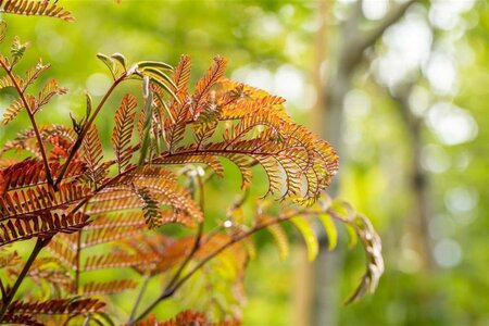 Albizia julibr. 'Summer Chocolate' 8-10 Hoogstam cont. 25L - afbeelding 3