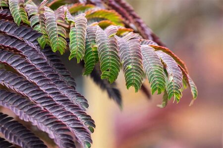 Albizia julibr. 'Summer Chocolate' 8-10 Hoogstam cont. 25L - afbeelding 4