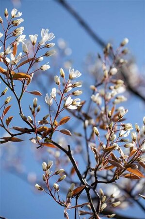 Amelanchier lamarckii 14-16 Hoogstam cont. 90L - afbeelding 2