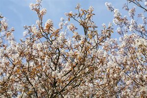 Amelanchier lamarckii 14-16 Hoogstam cont. 90L - afbeelding 3