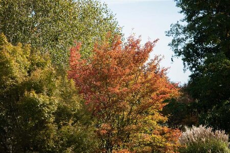 Amelanchier lamarckii 14-16 Hoogstam draadkluit 2 X verplant - afbeelding 1