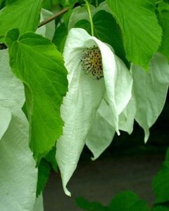 Davidia involucrata 8-10 Hoogstam container - afbeelding 1