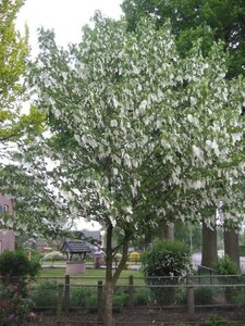 Davidia involucrata 8-10 Hoogstam container - afbeelding 2