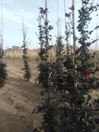 Fagus syl. 'Atropunicea' 200-250 cm wortelgoed geveerd - afbeelding 2