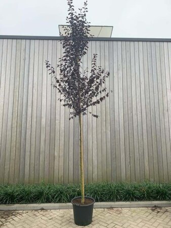 Prunus cer. 'Nigra'= 'Pissardii' 8-10 Hoogstam cont. 50L - afbeelding 2