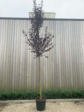 Prunus cer. 'Nigra'= 'Pissardii' 8-10 Hoogstam cont. 50L - afbeelding 1