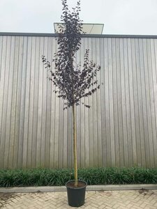 Prunus cer. 'Nigra'= 'Pissardii' 8-10 Hoogstam cont. 50L - afbeelding 1