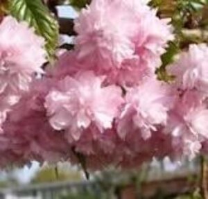 Prunus 'Kiku-shidare-zakura' 6-8 Hoogstam wortelgoed 225 cm stam