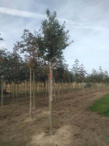 Prunus 'Umineko' 18-20 Hoogstam draadkluit 3 X verplant