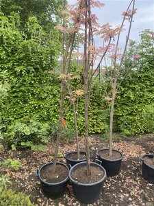 Toona sinensis 'Flamingo' 350-400 cm container