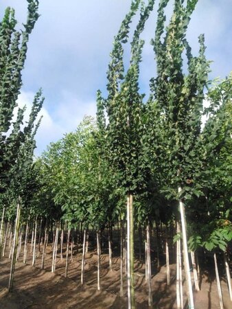 Ulmus 'Columella' 16-18 Hoogstam draadkluit 3 X verplant