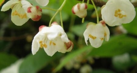 Actinidia kolomikta 80-100 cm cont. 2,0L - afbeelding 1