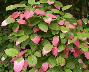 Actinidia kolomikta 80-100 cm cont. 2,0L - afbeelding 2