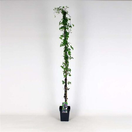 Clematis alpina (Lichtpaars) 150-175 cm cont. 5,0L