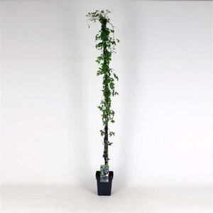 Clematis alpina (Lichtpaars) 150-175 cm cont. 5,0L