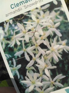 Clematis arm. 'Snowdrift' (WIT) 80-100 cm rozenpot 2L