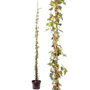 Hedera hel. 'Goldheart' 125-150 cm cont. 5,0L