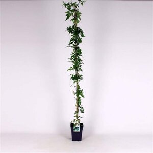 Jasminum officinale 150-175 cm cont. 5,0L