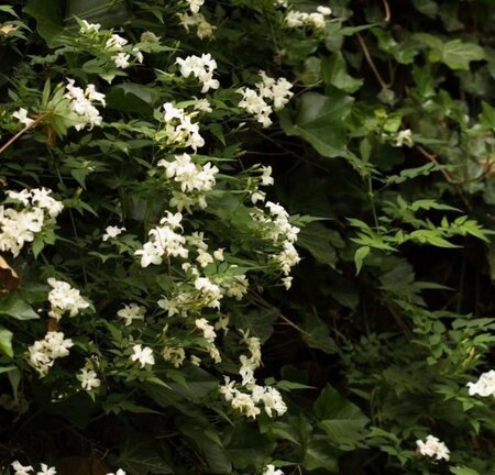 Jasminum officinale 60-80 cm cont. 2,0L - afbeelding 1