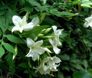 Jasminum officinale 60-80 cm cont. 2,0L - afbeelding 2