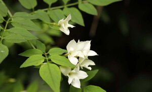 Jasminum officinale 60-80 cm cont. 2,0L - afbeelding 3