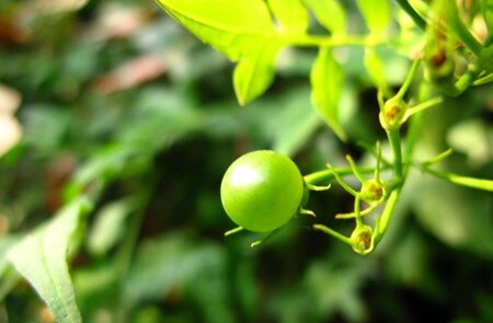 Jasminum officinale 60-80 cm cont. 2,0L - afbeelding 4