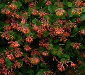 Lonicera brownii 'Dropmore Scarlet' 80-100 cm container - afbeelding 2